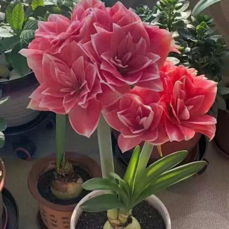朱顶红种球花球盆栽球根花卉四季开花阳台种苗耐热花盆耐寒种植图片