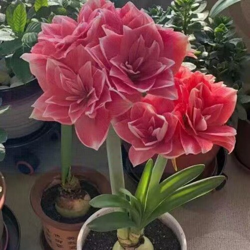 朱顶红种球花球盆栽球根花卉四季开花阳台种苗耐热花盆耐寒种植