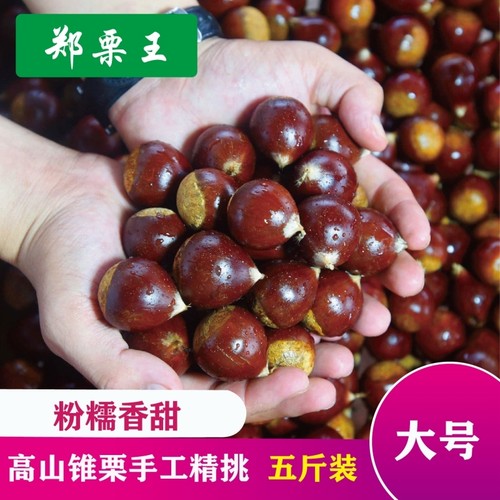 正宗福建建瓯锥栗蒸熟粉面香甜