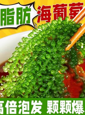 儿童即食海葡萄新鲜旗舰店盐渍海葡萄火锅食材商用批发绿色鱼子酱