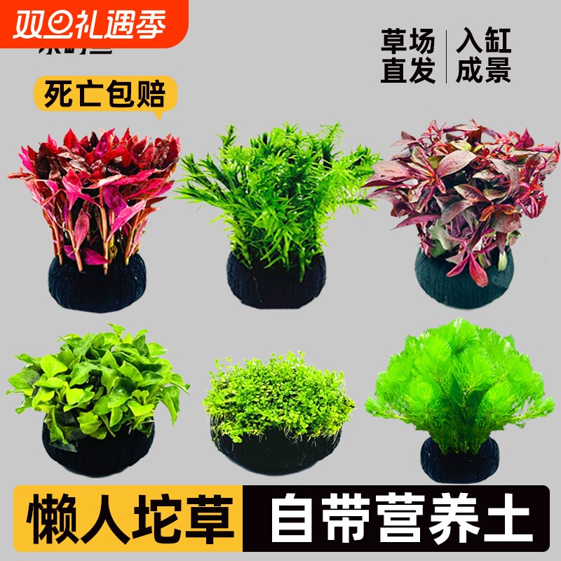 水屿鱼水草坨草鱼缸植物增氧阴性培绿植新手懒人造景无需底砂水生