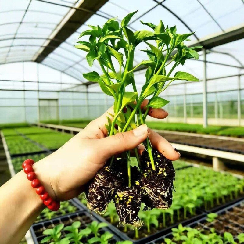 樟树港辣椒苗朝天椒盆栽可食用室外庭院四季结果指天椒蔬菜苗