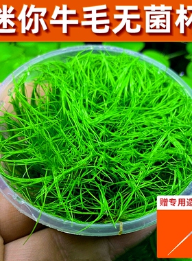 无菌杯牛毛水草坨前景草植物鱼缸草坪造景专用净水增氧阴性真草