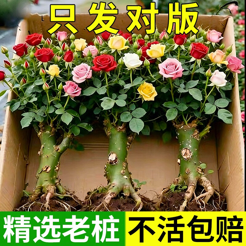 玫瑰花苗老桩植物盆栽花卉多季节绿月季蔷薇老根四季嫁接庭院阳台