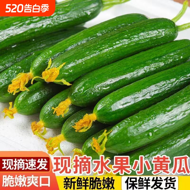 水果小黄瓜新鲜青瓜山东生吃脆嫩清甜旱黄瓜应季蔬菜现摘无刺
