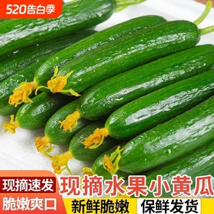 山东新鲜水果小黄瓜4斤