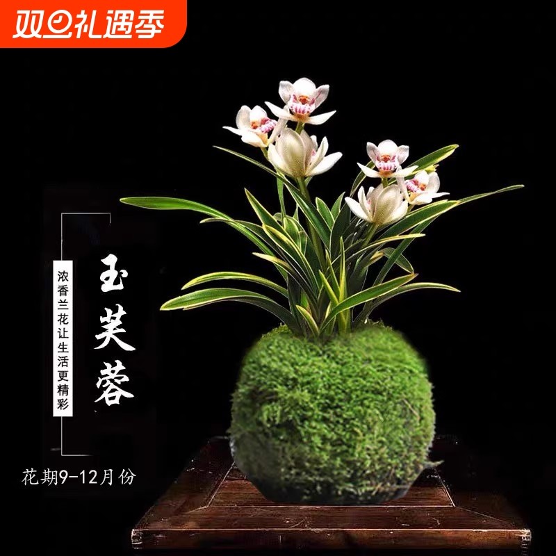 金边兰花苗秋冬季开花