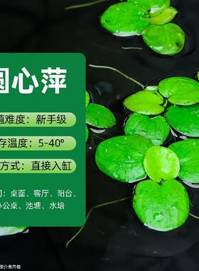 鱼龟缸漂浮水草净水乡村好物