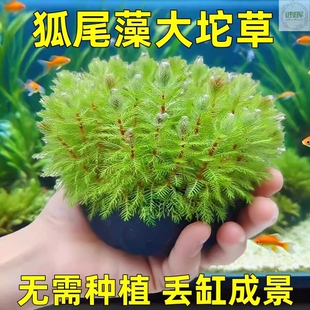 鱼缸专用水草狐尾藻坨草造景鱼龟草缸绿植活净水养鱼淡水羽毛宝塔