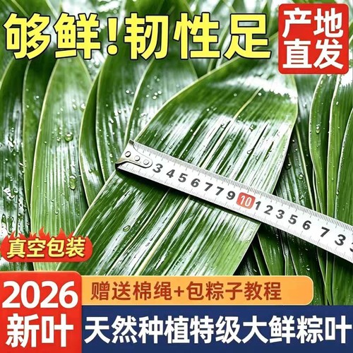 特大号新鲜棕叶端午节包粽子