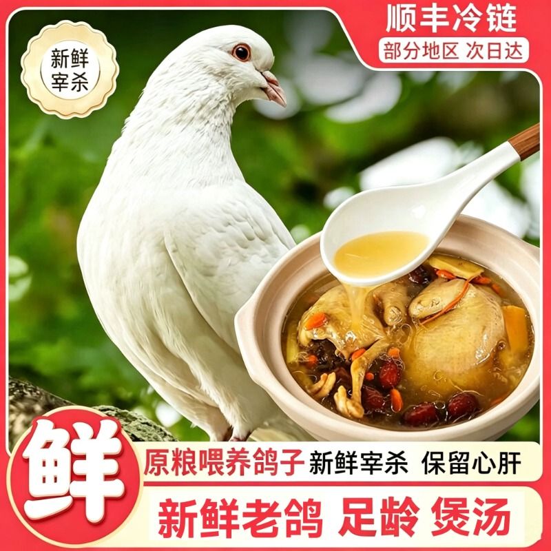 鸽子新鲜现杀老鸽肉鸽生鲜炖汤鸽子肉顺丰冷冻煲汤食用食品鲜活