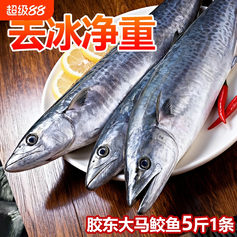 马鲛鱼海捕1条5斤大鲅鱼