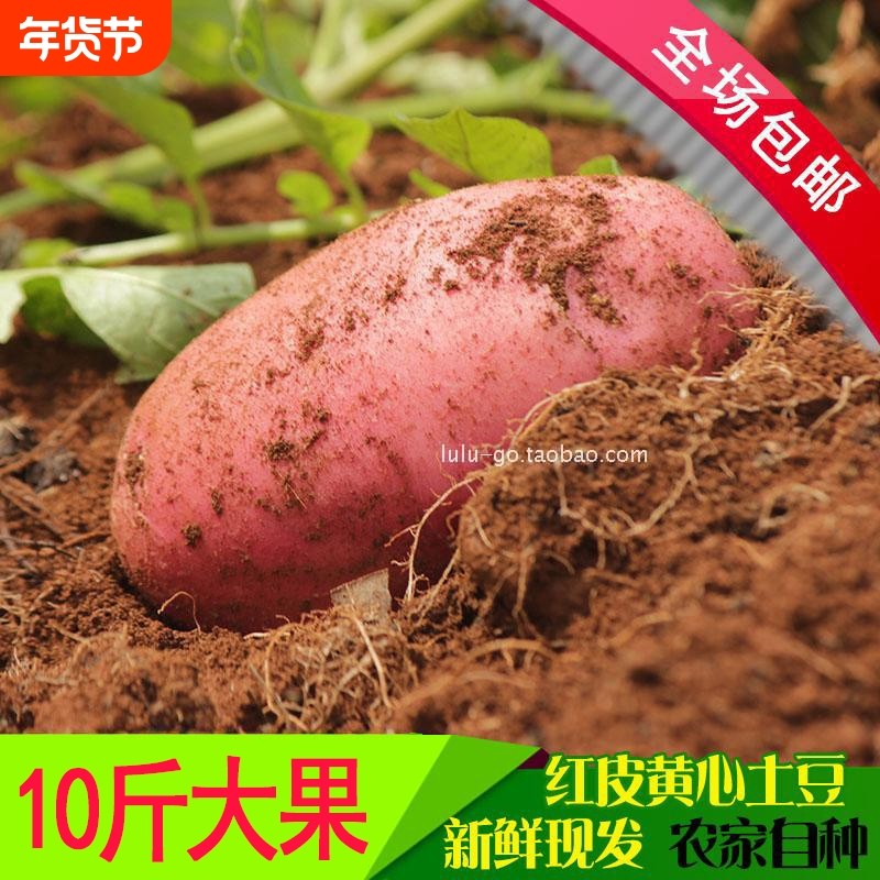 新鲜云南红皮黄心土豆马铃薯现挖自种软糯香甜洋芋马铃薯当季蔬菜