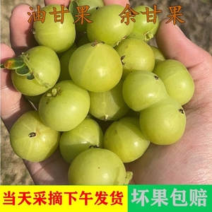 潮汕普宁崩坎甜油甘新鲜油甘果牛甘果余甘果甜种 柿饼甜油柑榨汁
