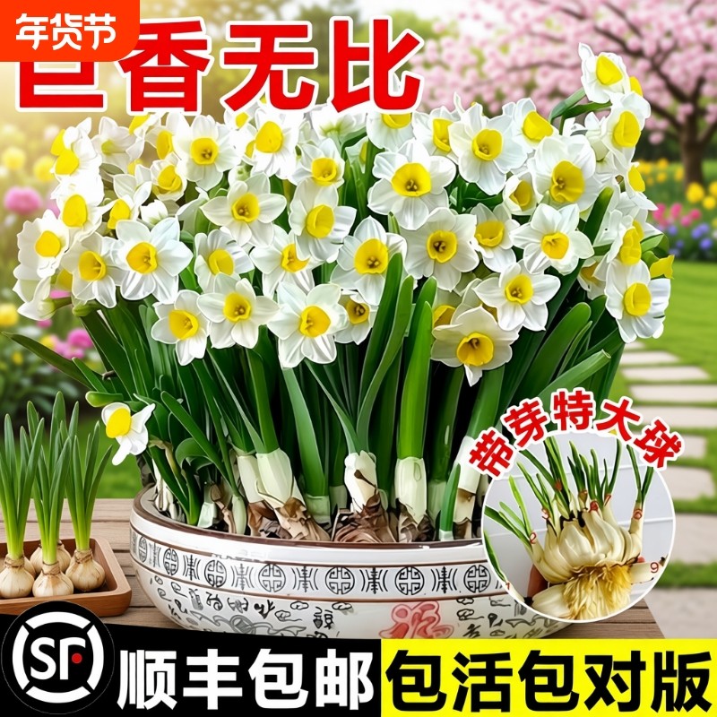 正宗漳州水仙花种球水培冬季重瓣花卉室内盆栽水养植物球根年宵花,鲜花速递/花卉仿真/绿植园艺,种球/裸根,淘宝优惠券,粉丝福利购,淘宝优惠卷