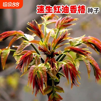 红油香椿种籽树上新鲜速生四季蔬菜种子易种植阳台庭院盆栽农作物