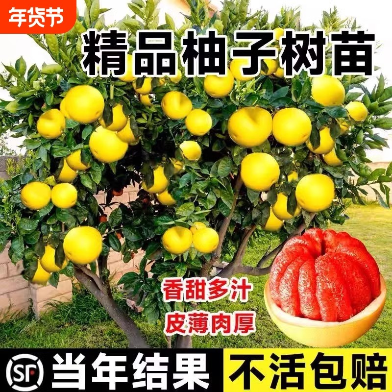 柚子树苖红心红肉蜜柚嫁接果树果苖南方种植当年结果柚子苗庭院,鲜花速递/花卉仿真/绿植园艺,果树,淘宝优惠券,粉丝福利购,淘宝优惠卷