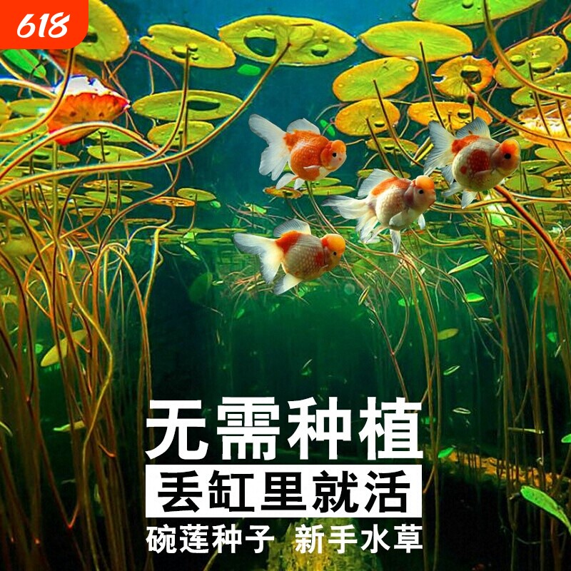四季速成水草种子水族鱼缸造景活体淡水植物牛毛草水草增氧