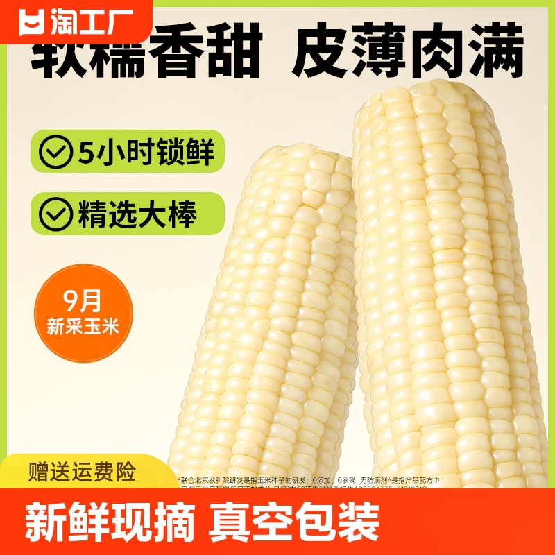 东北香甜黏玉米棒软糯真空新鲜糯玉米现摘玉米粘玉米10支冷冻传统