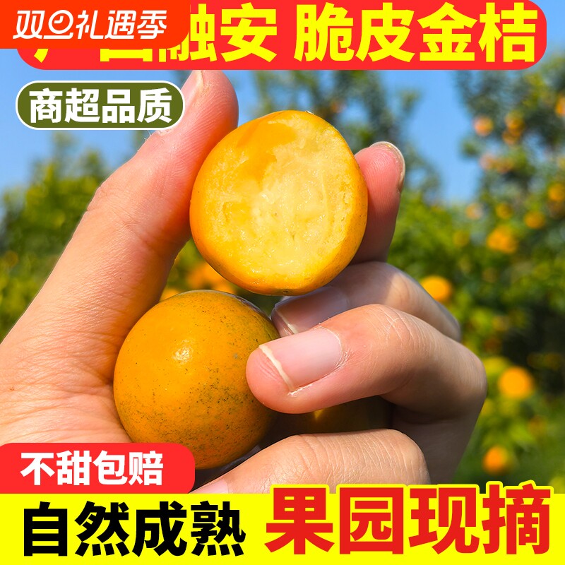 融安脆皮金桔广西金桔甜蜜纯甜无籽特大果现摘融安滑皮金桔应季