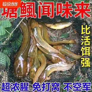 塘角鱼饵料黄骨鱼胡子鲶鱼饵塘鲺鱼专用野钓料塘鲺土塘专用通用
