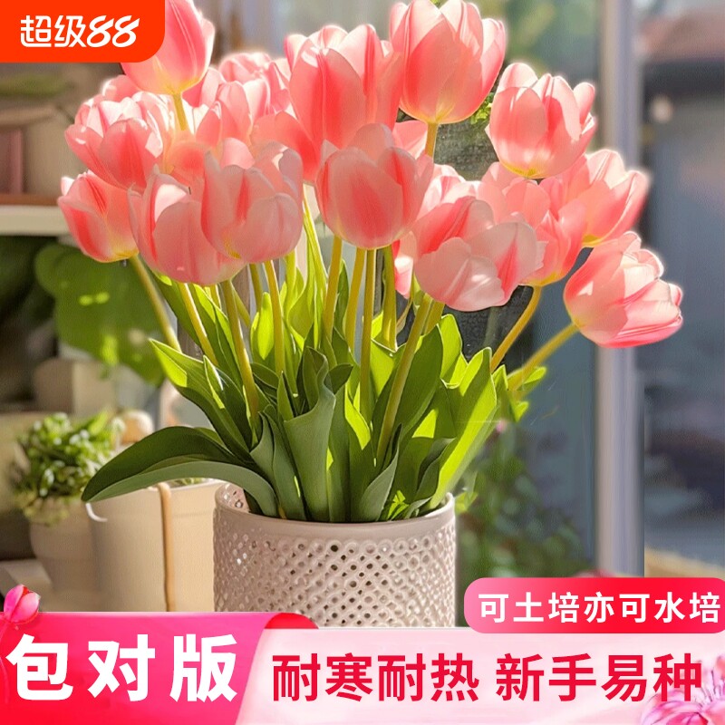 重瓣郁金香阳台庭院花卉绿植盆栽图片