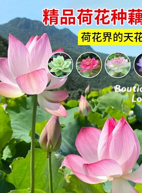 观赏盆栽水养莲藕苗种藕根睡莲水培植物四季开花卉好养多规格