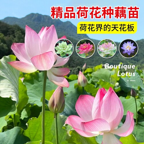 观赏盆栽水养莲藕苗种藕根睡莲水培植物四季开花卉好养多规格