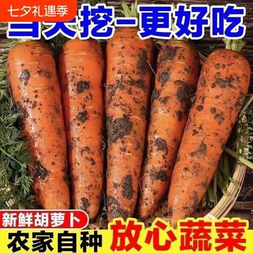 新鲜现挖胡萝卜当季新鲜时令蔬菜农家自种带泥生吃红萝卜5斤整箱