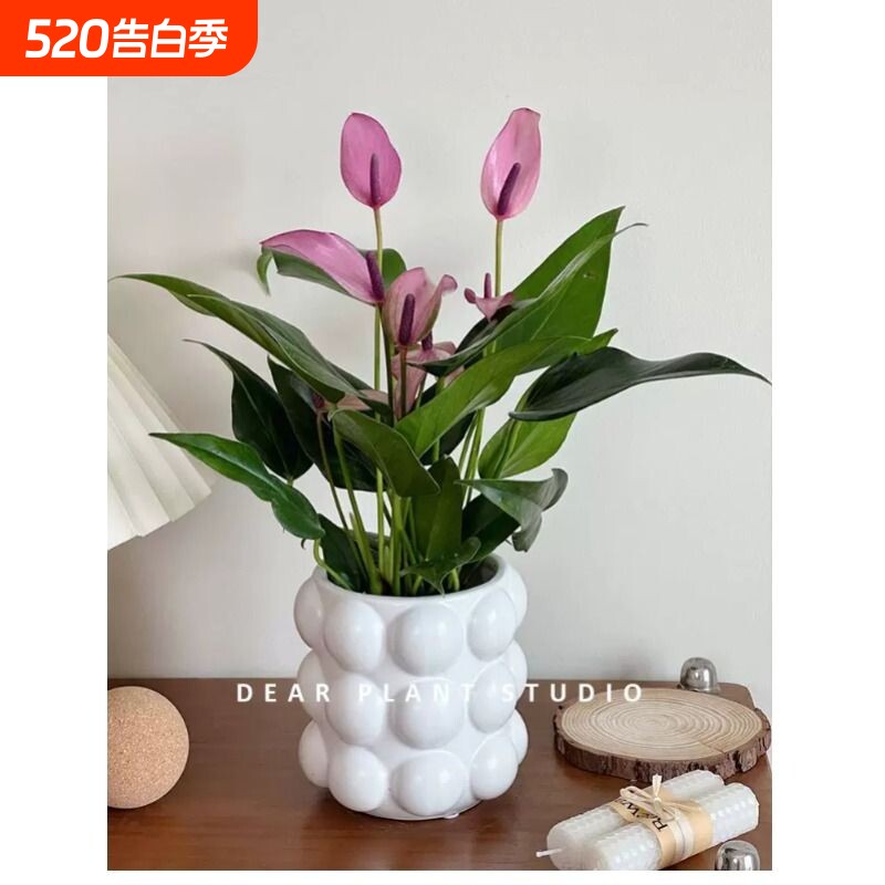 年宵白色花蝴蝶兰室内花卉绿植开花室内桌面办公室盆栽送礼植物
