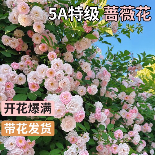 爬藤蔷薇带花发货开花爆满！
