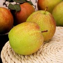 现摘 当季 玉露香梨批发新鲜水果老树种植皮薄核小果肉细腻整箱 包邮