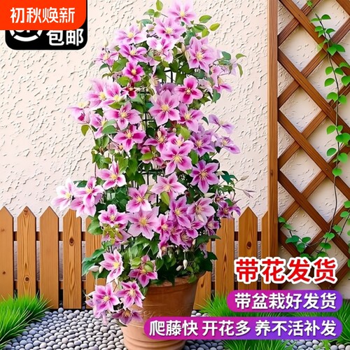 乌托邦铁线莲大苗|超3000次加购