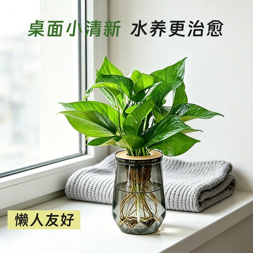 绿萝盆栽发财树水培绿植椰子花卉桌面四季常青好养活净化空气水养