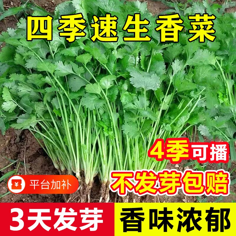 四季香菜种子苗阳台秋冬蔬菜盆栽菜籽籽种大全老品种种植小香葱