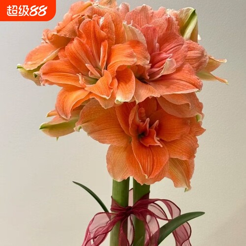 朱顶红当年开花左右视觉冲击大花盆栽阳台大花重瓣