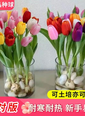 重瓣郁金香花卉阳台植物盆栽绿植