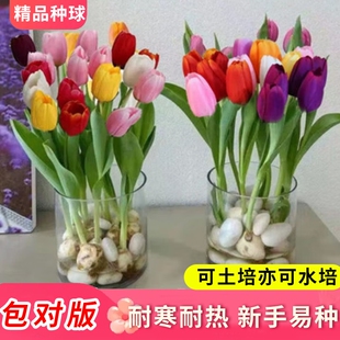 郁金香种球种子水培耐寒花卉室内阳台盆栽庭院地载植物耐热客厅