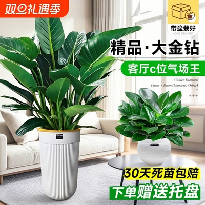 大叶金钻盆栽客厅大型绿植