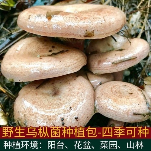 松树菌乌枞黄松菌黄枞菌松针蘑菇四季可种菌包黄丝菌菌种种植菜园