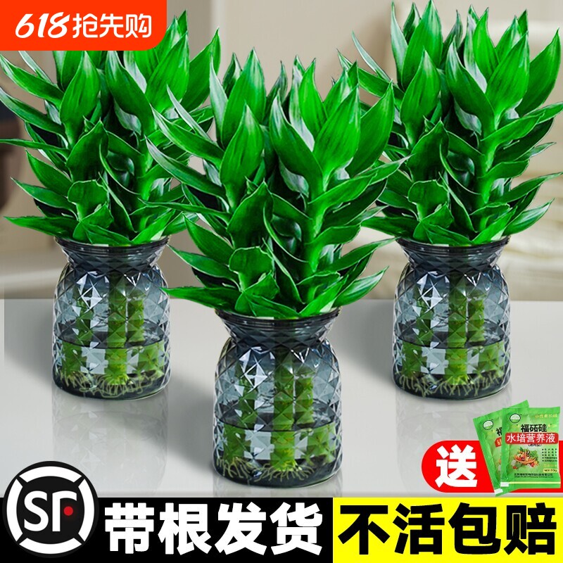 观音竹富贵竹水培植物带根花卉绿植好养绿萝室内盆栽水养转运竹子