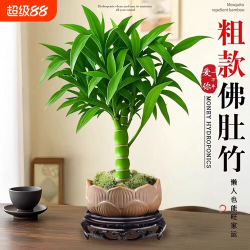 绿植罗汉竹子老桩佛肚竹盆栽水培植物办公室内客厅桌面盆景好养活