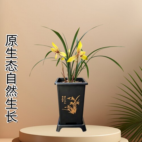 春兰名品开花特香冬带花苞