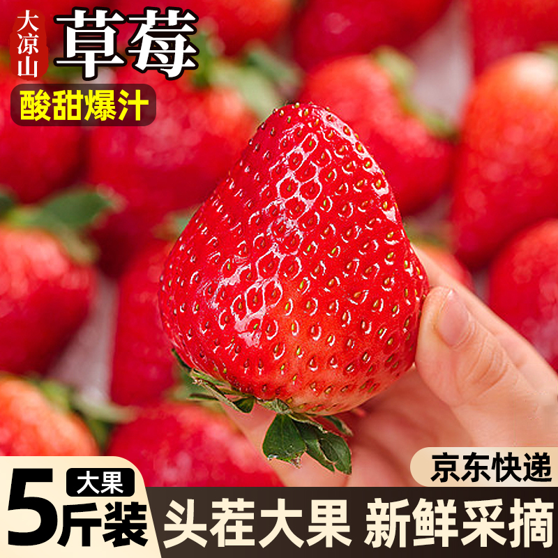 现货大凉山露天草莓新鲜水果99草莓红颜奶油九九大果草莓大果京东