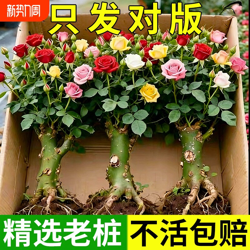 玫瑰花苗老桩植物盆栽花卉多季节绿月季蔷薇老根四季嫁接庭院阳台