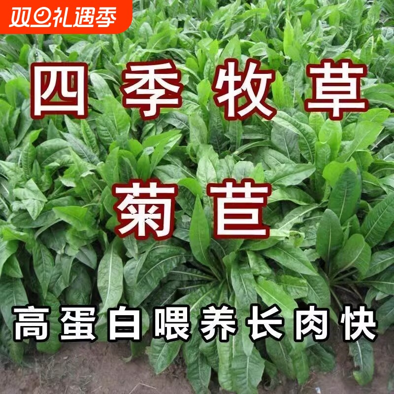 将军菊苣蔬菜种子四季草种籽大叶牧草种子兔鸡鸭鹅鱼喂猪种植耐热