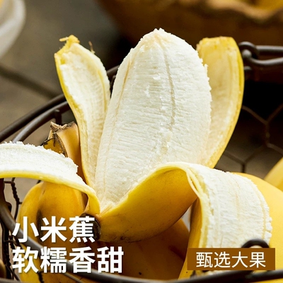 香蕉广西小米蕉当季新鲜水果自然熟小香蕉香甜芭蕉皇帝蕉整箱现摘