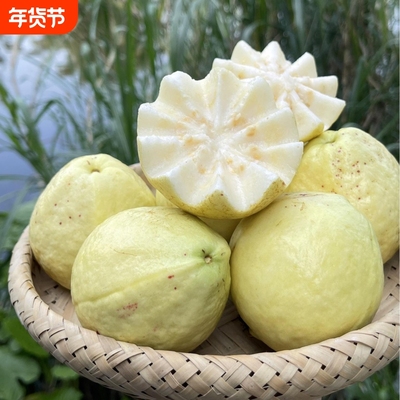 广东软糯奶油芭乐当季软心番石榴鸡屎果白心新鲜水果时令现摘