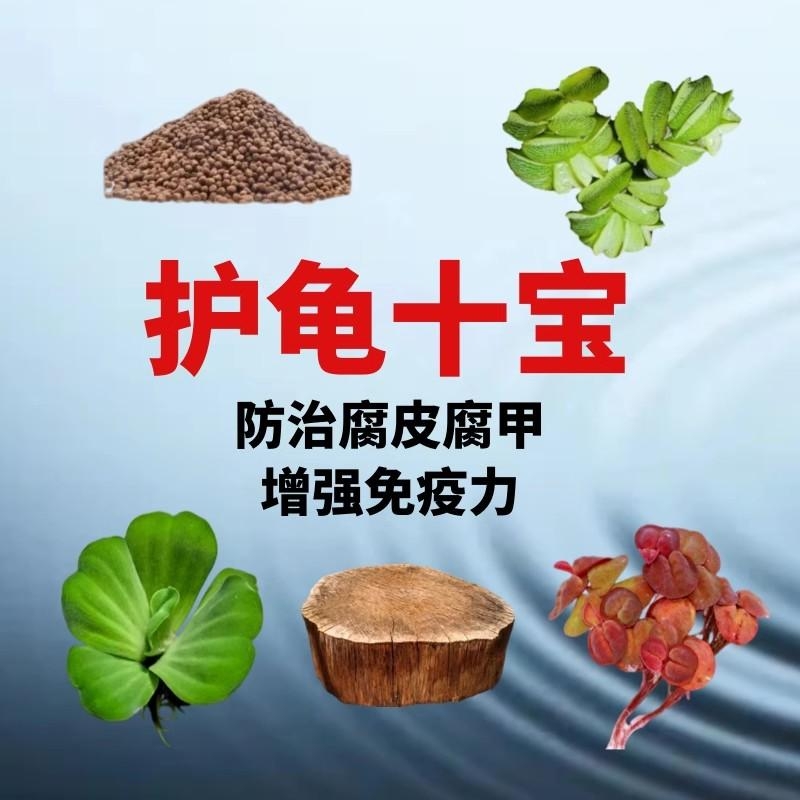造景套餐乌龟水培绿植晒台巴西龟造景套餐净化水质水培花卉套餐
