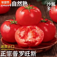 【普罗旺斯西红柿钜惠】酸甜多汁